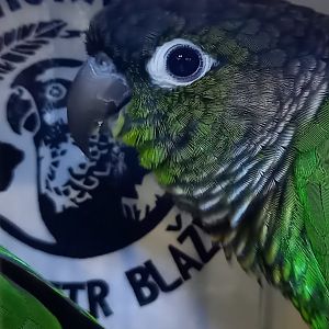 Yellow-winged green-cheeked conure - Pyrrhura molinea flavoptera