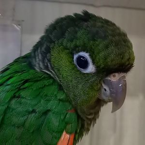 Choco conure - Pyrrhura pacifica