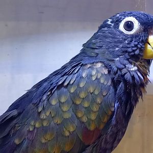 Bronze-winged parrot - Pionus chalcopterus