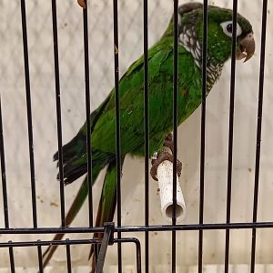 Maroon-tailed ( Black-tailed ) conures - Pyrrhura melanura
