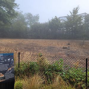 Vicuña, Greater rhea and Upland goose exhibit -Parc Zoologique de Paris (2022)