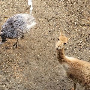 Vicuña and Greater rhea -Parc Zoologique de Paris (2022)