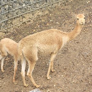 Vicuña -Parc Zoologique de Paris (2022)