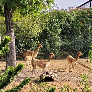 Vicuña and Greater rhea -Parc Zoologique de Paris (2022)