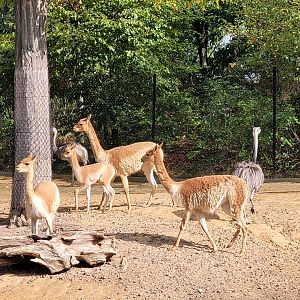 Vicuña and Greater rhea -Parc Zoologique de Paris (2022)