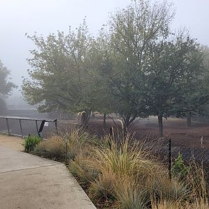 Guanaco, Patagonian mara and Darwin's rhea exhibit -Parc Zoologique de Paris (2022)