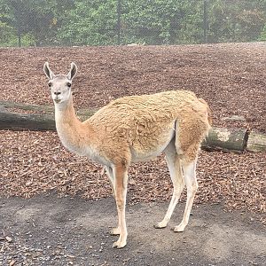 Guanaco -Parc Zoologique de Paris (2022)