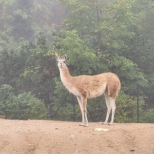 Guanaco -Parc Zoologique de Paris (2022)