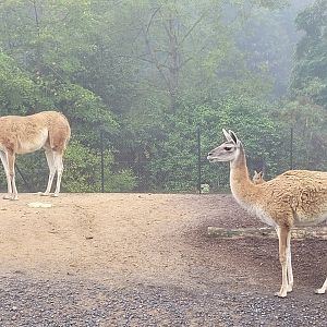 Guanaco -Parc Zoologique de Paris (2022)