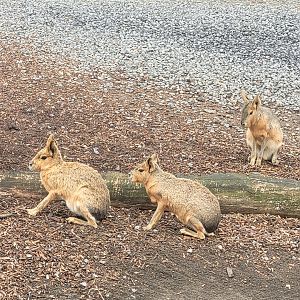 Patagonian mara -Parc Zoologique de Paris (2022)