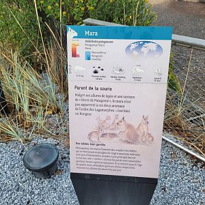 Patagonian mara sign -Parc Zoologique de Paris (2022)