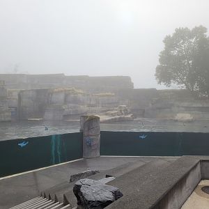 Patagonian sea lion and South American fur seal exhibit -Parc Zoologique de Paris (2022)