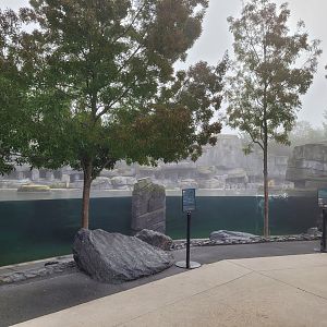 Humboldt penguin exhibit -Parc Zoologique de Paris (2022)