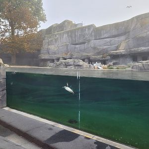 Humboldt penguin exhibit -Parc Zoologique de Paris (2022)