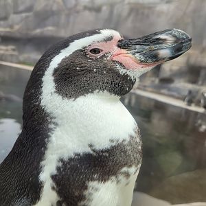 Humboldt penguin -Parc Zoologique de Paris (2022)