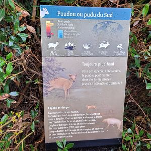 Southern pudu sign -Parc Zoologique de Paris (2022)