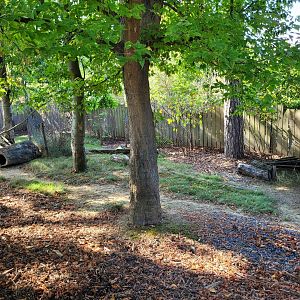 Southern pudu exhibit -Parc Zoologique de Paris (2022)
