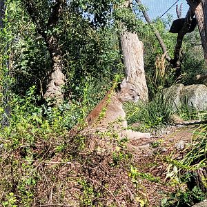 Chilean puma -Parc Zoologique de Paris (2022)