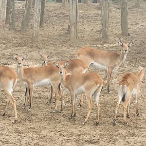 Red lechwe -Parc Zoologique de Paris (2022)