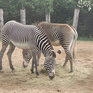 Grevy's zebra -Parc Zoologique de Paris (2022)