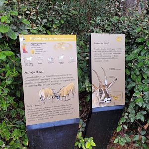 Roan antelope sign -Parc Zoologique de Paris (2022)