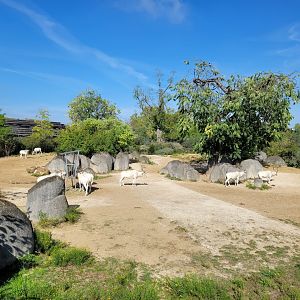 Addax exhibit -Parc Zoologique de Paris (2022)