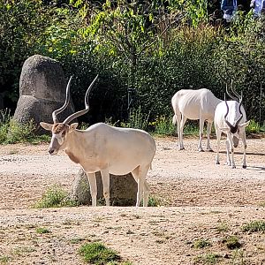 Addax -Parc Zoologique de Paris (2022)