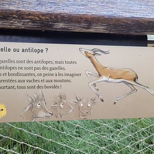 Gazelle or Antelope? -Parc Zoologique de Paris (2022)