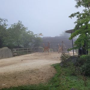 Kordofan giraffe stables -Parc Zoologique de Paris (2022)