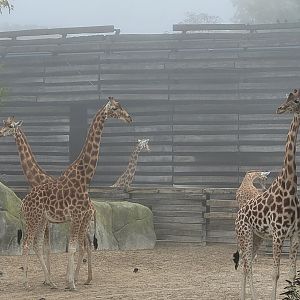 Kordofan giraffes -Parc Zoologique de Paris (2022)