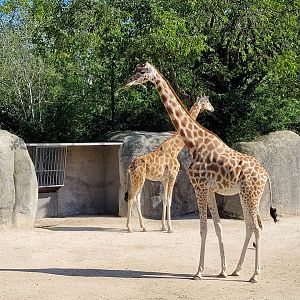 Kordofan giraffes -Parc Zoologique de Paris (2022)