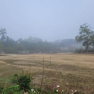 Foggy savanna -Parc Zoologique de Paris (2022)