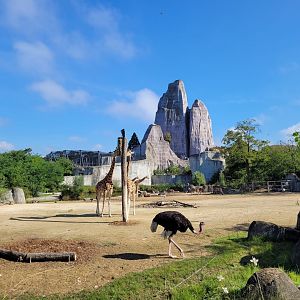 Clear savanna -Parc Zoologique de Paris (2022)