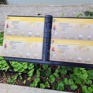 The birds of the savanna -Parc Zoologique de Paris (2022)