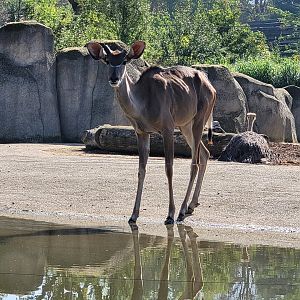 Greater kudu -Parc Zoologique de Paris (2022)