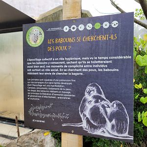 Guinea baboon sign -Parc Zoologique de Paris (2022)