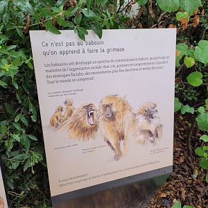 Guinea baboon sign -Parc Zoologique de Paris (2022)