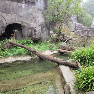 European otter exhibit -Parc Zoologique de Paris (2022)