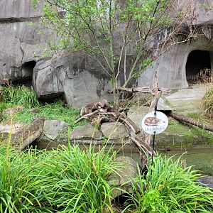 European otter exhibit -Parc Zoologique de Paris (2022)