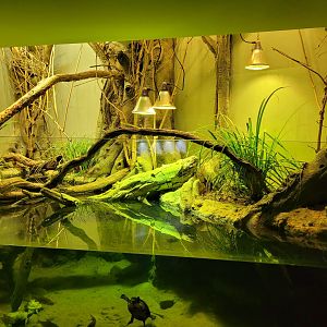 European pond turtle and Common roach exhibit -Parc Zoologique de Paris (2022)