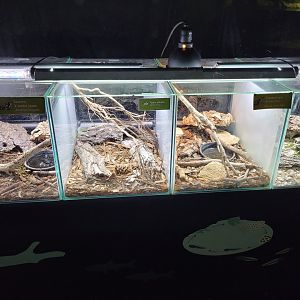 Vivarium nursery -Parc Zoologique de Paris (2022)