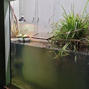 Marsh frog exhibit -Parc Zoologique de Paris (2022)