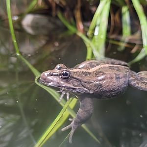 Marsh frog -Parc Zoologique de Paris (2022)