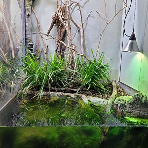 Pool frog exhibit -Parc Zoologique de Paris (2022)