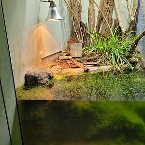 American bullfrog exhibit -Parc Zoologique de Paris (2022)