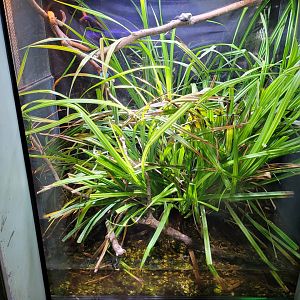 European tree frog exhibit -Parc Zoologique de Paris (2022)