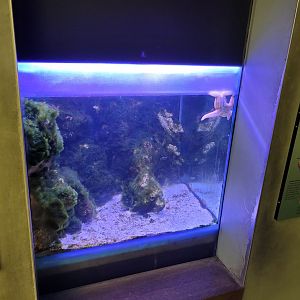 Common starfish exhibit -Parc Zoologique de Paris (2022)