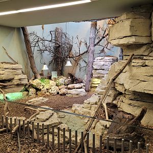 Western Hermann's tortoise exhibit -Parc Zoologique de Paris (2022)