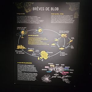 Blob sign -Parc Zoologique de Paris (2022)