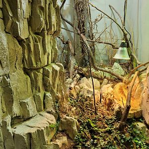 Asp viper exhibit -Parc Zoologique de Paris (2022)